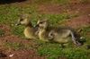 Goslings and Bluebells